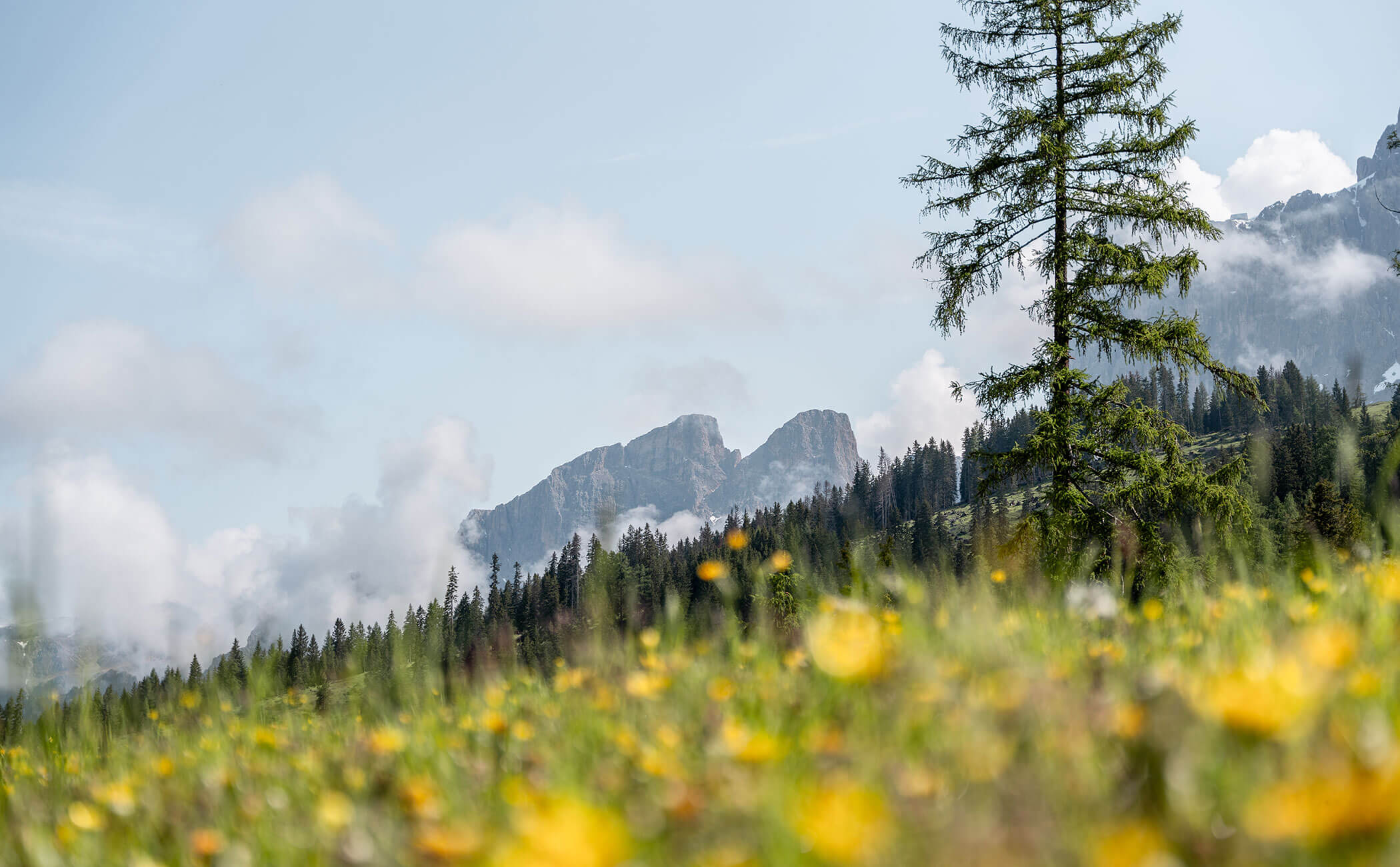 Un prato fiorito, il bosco alle spalle e alcune suggestive cime montuose dietro le nuvole - Vitalhotel Erica