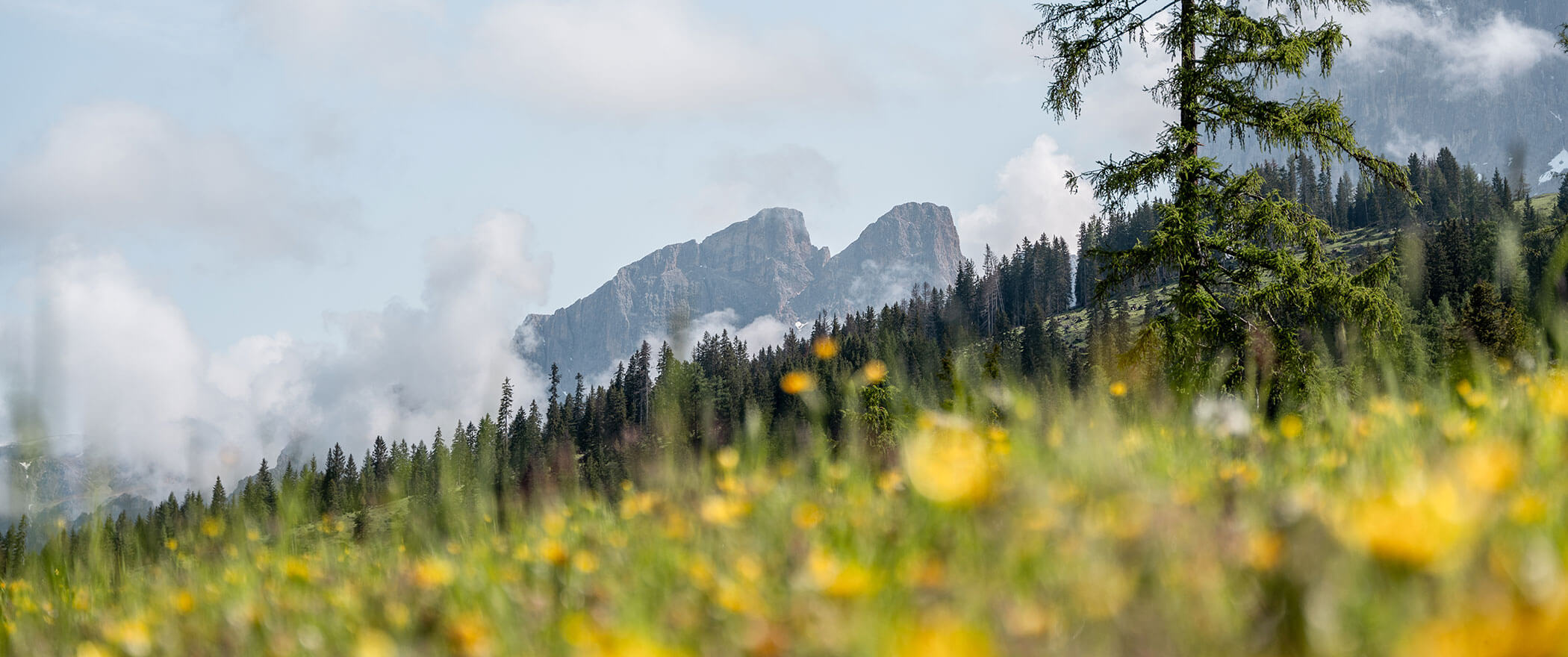 Prato fiorito, dietro di esso il bosco e dietro le nuvole alcune suggestive cime di montagna - Vitalhotel Erica
