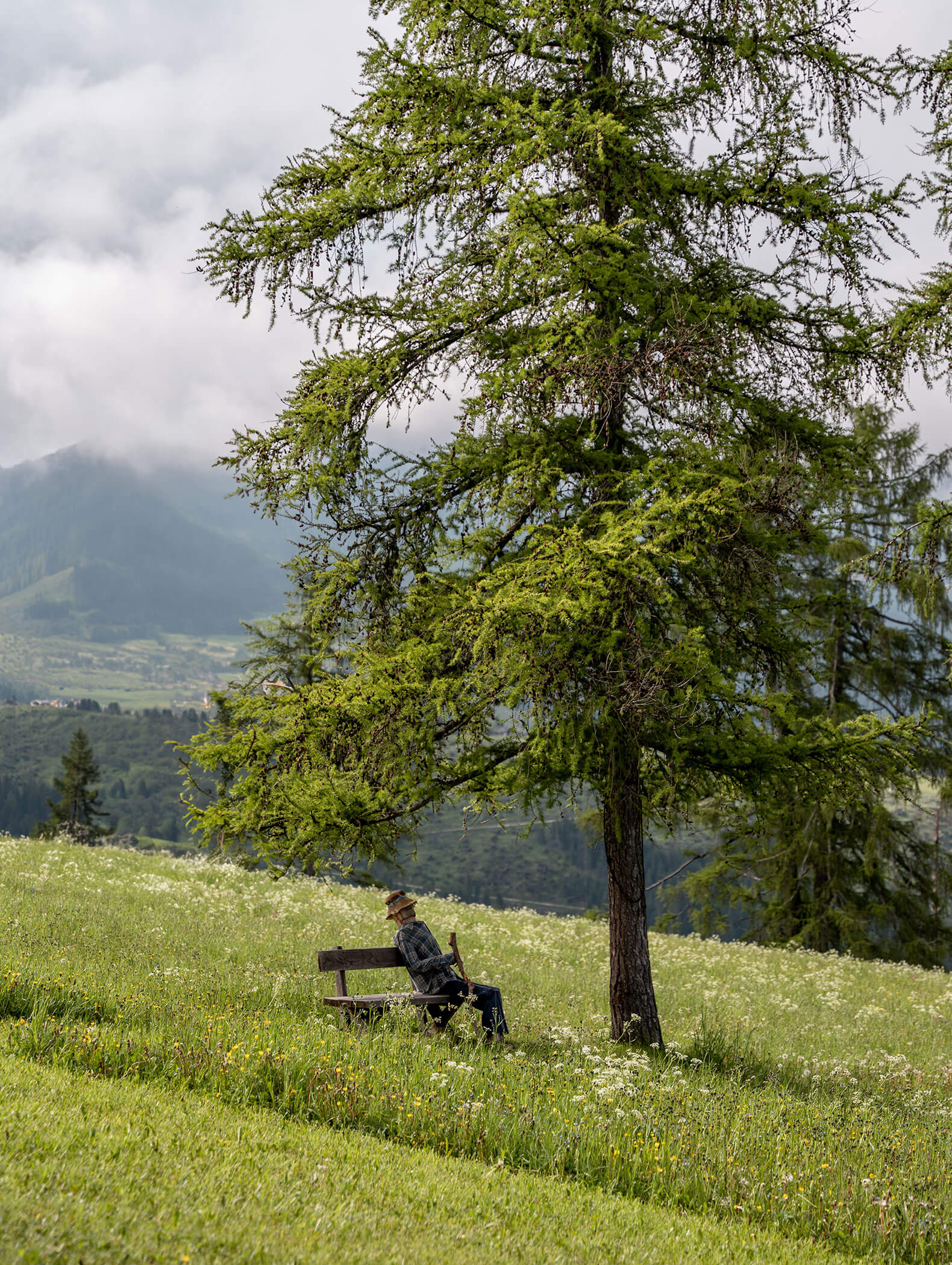 Wildblumenwiese, Nadelbaum und Holzbank zum Ausruhen - Vitalhotel Erica