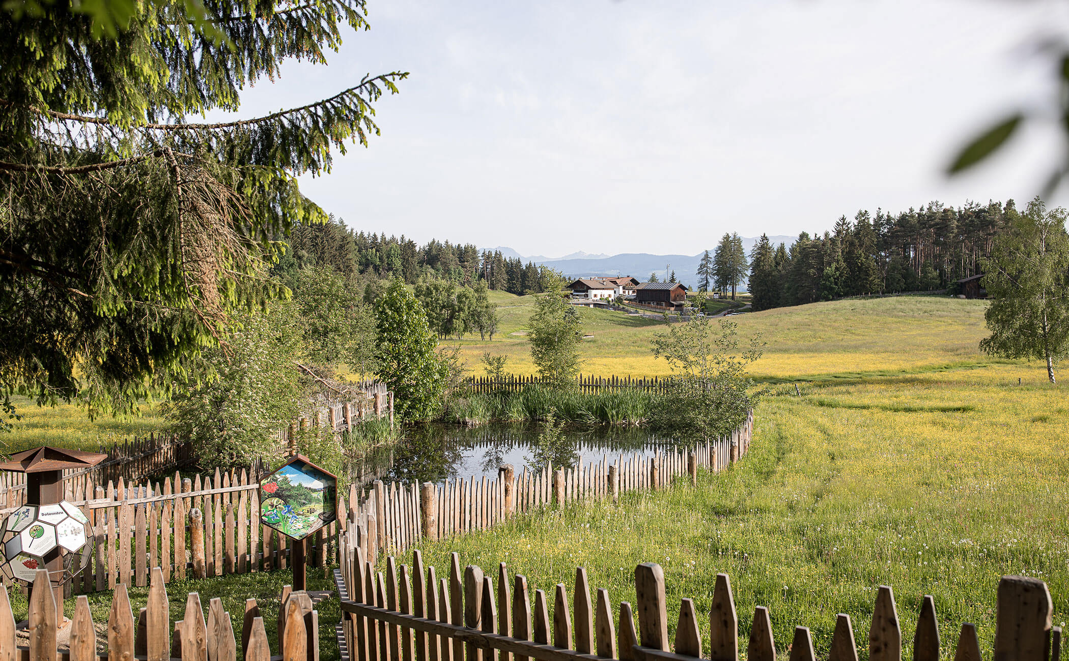 Un bosco con api e un piccolo stagno accanto a un campo pieno di fiori - Vitalhotel Erica
